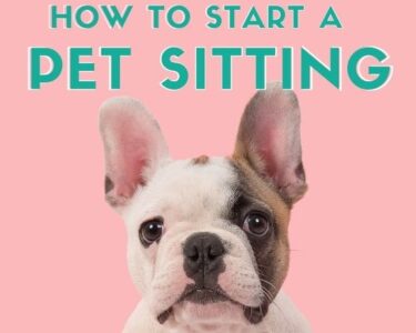 How to Start a Pet Sitting Business