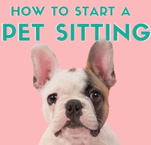 How to Start a Pet Sitting Business