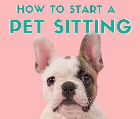 How to Start a Pet Sitting Business